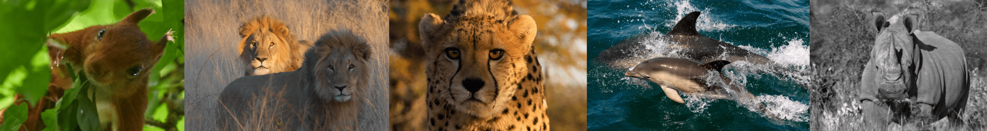 Image of a squirrel lion, cheetah, dolphin and rhino