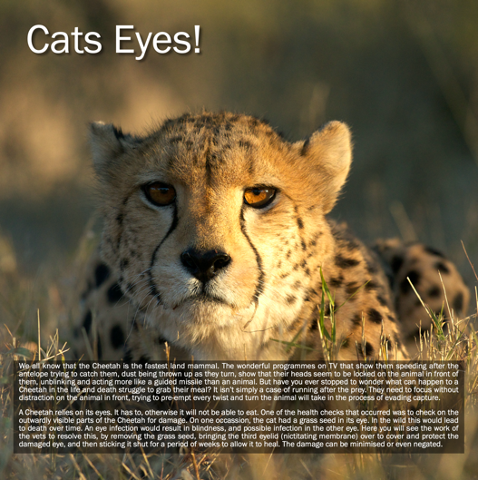 Sample page showing two cheetah images