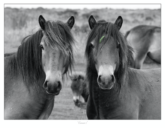 Exmoor poinies in the wild