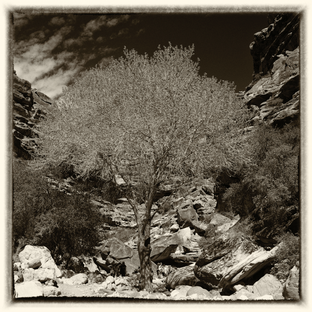 An artistic image showing a tree growing in the grand canyon